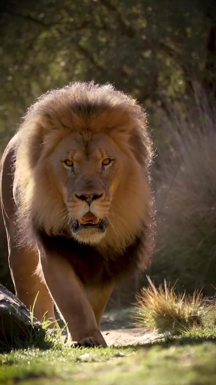 雄狮霸气登顶,自信轻松击败对手 雄狮霸气登顶,自信轻松击败对手