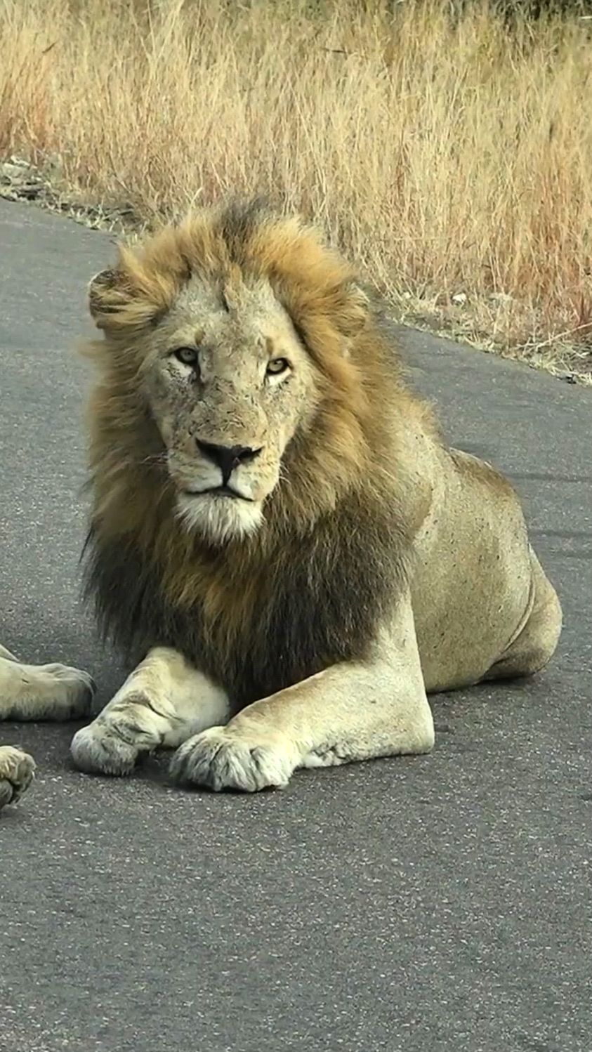 雄狮霸气登顶,自信轻松击败对手 雄狮霸气登顶,自信轻松击败对手